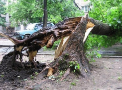 Упавшее во время грозы дерево переломало камышанину спину