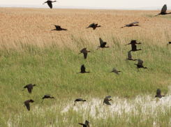 Летающий хищник возвращается в Волгоградскую область из Индии