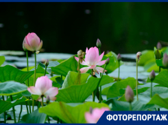 Редкие розовые лотосы зацвели в Волгоградской области 