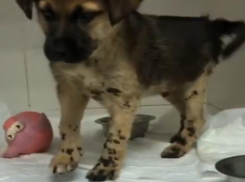 О щенке со стройки, спасенного от мучительной смерти, рассказала волонтер