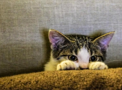 Кому в Волгограде чаще всего предлагают работать удаленно