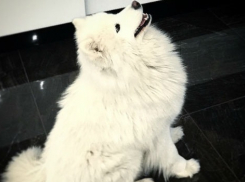 У звезды из Волгограда Ирины Дубцовой пропала породистая собака 