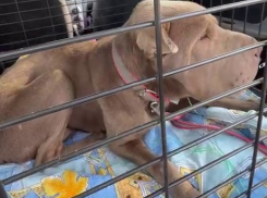 «Хочется заорать «стоп!»:  брошенный шарпей парализовал работу волгоградского приюта