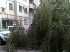 На западе Волгограда упавшее дерево перекрыло проезд по двору