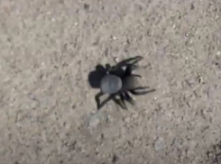 Волгоград атаковали ядовитые пауки