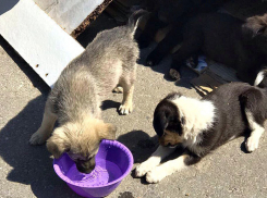 Охранники гипермаркета жестоко расстреляли беззащитных щенков в Волгограде