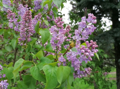 В Волгограде стартовал сезон сирени: что светит за букет из парка