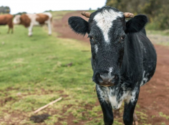 Мужчина увел любимую корову земляка и жестоко расправился с ней под Волгоградом