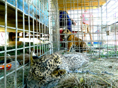 Камышинский зоопарк подарит маленького леопарда Путину после анализа ДНК