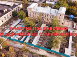 К президенту РФ Путину обратился волгоградский приют на 1700 животных
