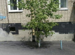 Волгоградские дорожники закатали в асфальт зеленое дерево