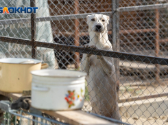 «Оперируем при свечах»: приют на 500 животных под Волгоградом пытают постоянными отключениями света