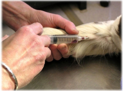 В Волгограде массово усыпили собак, которых хотели забрать волонтеры 