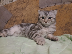 «Все было залеплено гноем!»: хозяева жестоко бросили умирать кошку под дверь приюта