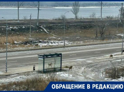 Волгоградка обвинила собак в порче сумки