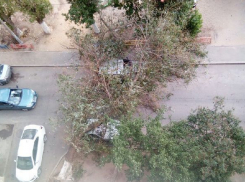 Две машины раздавило рухнувшим деревом на севере Волгограда