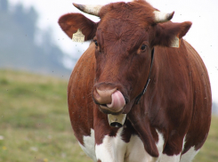 «Крестьянин один, а поиметь с него хотят все», - волгоградский бизнесмен боится, что буренкам на вымя наденут датчики