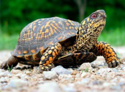 Под Волгоградом браконьер незаконно выловил 74 черепахи