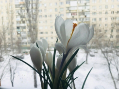 Волгоградцев ждут ветер, дожди и тепло до +13ºС