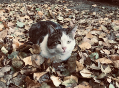 Волгоград снова остался без снега