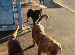 Уголовное дело из-за засилья бродячих собак в Волгограде поручил возбудить Бастрыкин 