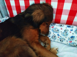 Даже собаки не хотят на улицу: в Волгоград пришла типичная волгоградская зима