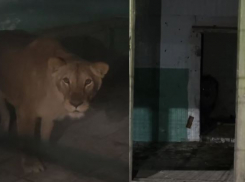 Пятерых львов привезли в Волгоград из концлагеря для животных