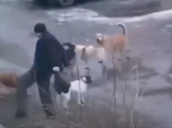 Бродячие собаки набросились на волгоградца: видео