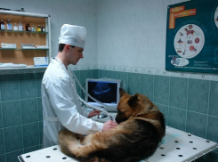 Станция по борьбе с болезнями животных под Волгоградом уличена в нарушении ветзаконодательства