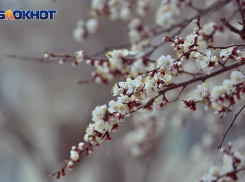 На Волгоградскую область надвигаются заморозки до - 4°C 