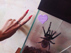 Владелец огромного паука напугал волгоградцев мужским именем и маникюром