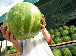 Новые официальные «точки» продажи арбузов и дынь появились в Волгограде