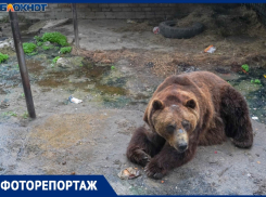 Больше 150 животных стали заложниками экофермы под Волгоградом: «Медведь живет в болоте»