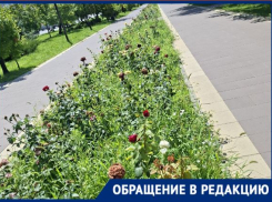 Аллея роз засыхает на обновленном за 46 млн проспекте Жукова в Волгограде