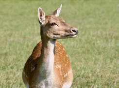 Двое ушлых волгоградских работяг могут сесть на восемь лет за убийство краснокнижного сайгака