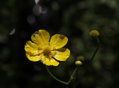 Длиннолистный лютик объявили в розыск под Волгоградом