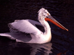 Волгоградец заплатил 72 тысячи рублей за убийство кудрявого пеликана