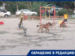 «Ребенок боится ходить в школу»: 13 бездомных собак держат в страхе волгоградские многоэтажки