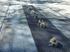 Грязная вода забила из любимого детьми сухого фонтана в Волгограде