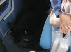 Поездку бродячей собаки на новом троллейбусе сняли на видео в Волгограде