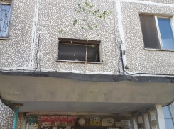 Волгоградцы бурно обсуждают выросшее на козырьке подъезда дерево