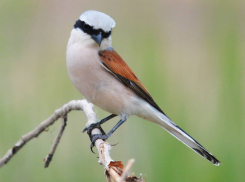 Использует сучки как разделочную доску жулан-потрошитель из Волгоградской области