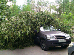 Рухнувшим деревом раздавило Chevrolet волгоградца
