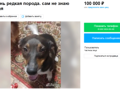 Пса-собутыльника Макара продают за 100 тысяч рублей в Волгограде