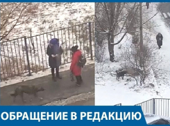 Бродячая собака нападает на детей возле школы в Центральном районе Волгограда