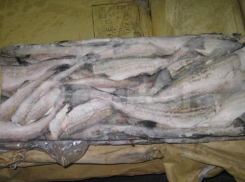 В школе под Волгоградом детей кормили незаконной рыбой на грязной кухне