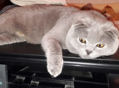 ﻿Волгоградцы загрустили в ожидании снега