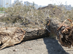 Волгоградский депутат Госдумы сравнил вырубку парка вдов с разрушением памятников в Европе