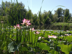 Умирающее озеро лотосов под Волгоградом попало в десятку самых красивых мест для путешествий