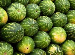 Стали известны официальные места для торговли арбузами и дынями в Волгограде